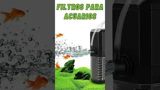 Cómo tener un Filtro correcto para nuestros PECES #peces #shorts #acuarios