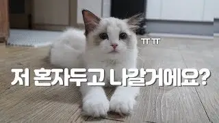 Does our cat miss us when we leave?