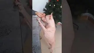 Funny dog  _ Невидимая еда 😅😂🤣 