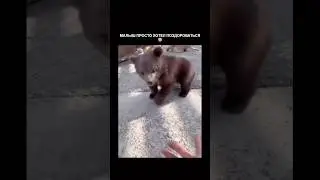 Малыш просто хотел поздороваться 🤝🫡