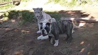 Cute Animal kids playing. #animal #funny