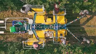 Automated Apple Harvesting Using A Specialized Harvester! This Tractor Is Irreplaceable