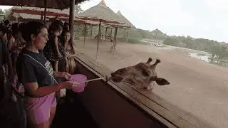 Тайский уголок дикой природы: кормление жирафов в зоопарке Safari World в Бангкоке