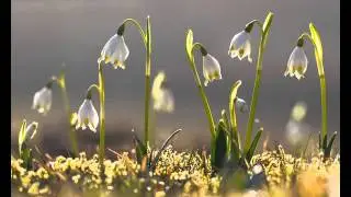 Frederic Chopin - Spring Waltz