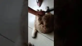 Наглого кота  причёсывают