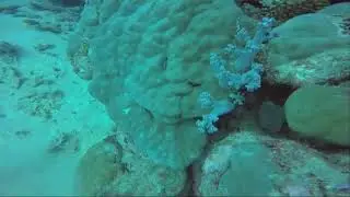 SCUBA diving the Great Barrier Reef, November 10-12, 2017