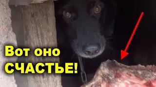 Собачье Счастье! Наша Собака Столько Еды никогда не видела! A dog happiness!