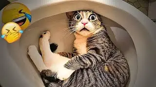 Best Funny Dogs and Cats Videos😬🐶Funniest Animal videos 2025😻