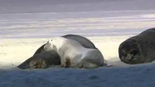 Wildlife (HD)