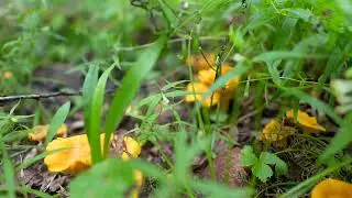Footage292