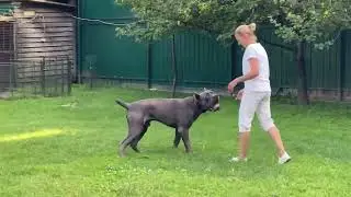 Годовалый серо-тигровый кане корсо. Знакомство с хендлером. Энджей Из Созвездия Адомаса!