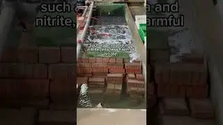 Transform your aquaculture with K1 Biofilter Media! 🌊🐠 #Biofilter #K1Media #bioflocfarming