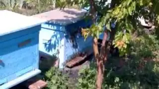 качаем мед