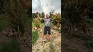 Начинаем собирать урожай, чеснок, православный 🙂￼￼