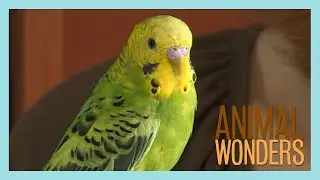 Budgies! What, Where, How