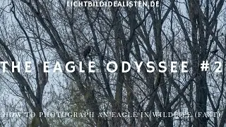 The Eagle Odyssee Part 2 - Seeadler fotografieren in NRW