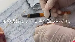エゾシカ耳をタンニンで鞣すvol.1