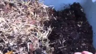 Worm bin: bad bedding experiment