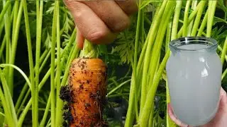 Чем подкормить МОРКОВЬ в августе, чтобы она была сладкой и дольше хранилась