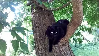 Котики и Кошечки Фелинотерапия Зоотерапия Анималотерапия