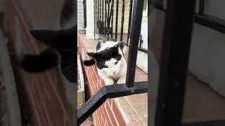 Rescuing a sweet cat in rough shape