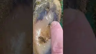 Something is stuck in this hoof…