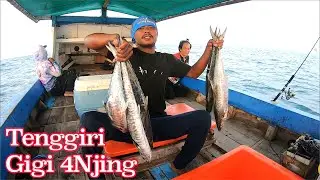 Spot Kebun Tenggiri Isinya Tenggiri GiGi 4njing || Luar Biasa!! Masih Tetap Ada Isi Nya