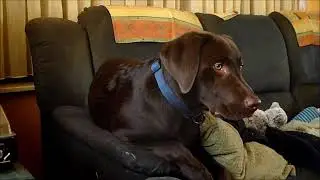 Mijn labrador woefke Raiky - 6 maand oud
