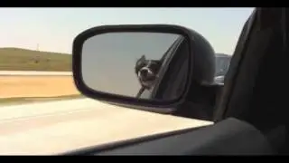 Собака ругается матом ( прикол) популярное видео youtube