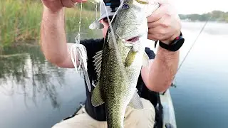 Topwater Action!!! Megabass Jamaica Boa Buzzbait and Jackall Kaera Frog