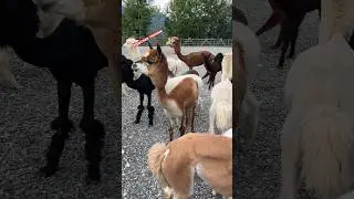 Альпака в «КРАСНОЙ ПОЛЯНЕ»