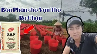 tưới phân cho vạn thọ ra chậu không bị phạm phân - vạn thọ tết 2024