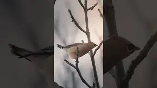 Cedar Waxwing eating