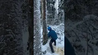 Спил дерева с земли, между двумя елями