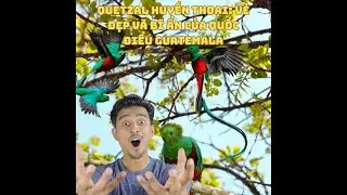 Bí Ẩn Về Loài Chim Nuốc Nữ Hoàng: Sự Thật Thú Vị Bạn Chưa Biết