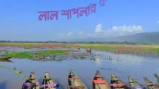 শাপলা বিল || সিলেট