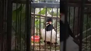 Tes Jalak Suren Anda Seperti Ini∆