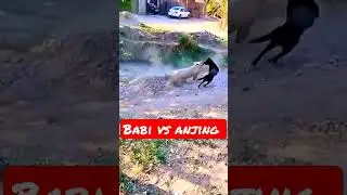 Babi Vs Anjing
