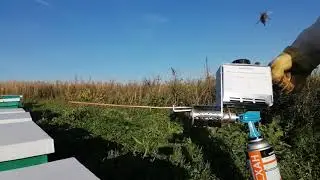 Обработка пчёл дым-пушкой