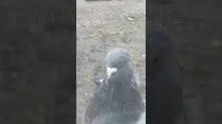 Когда забыл насыпать еду ОН делает это! 