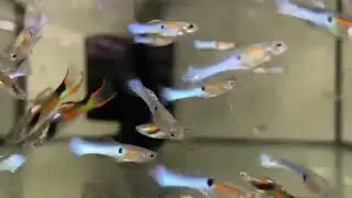 Guppy Endler Belo Exemplar