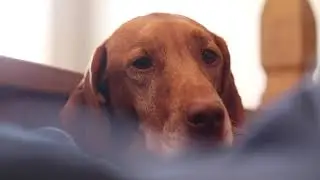 Jersey the Vizsla - June 2020