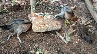 create trap like no other to catch chiken in the forest get both mother and child