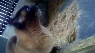 Felix Moaning - As Usual XD