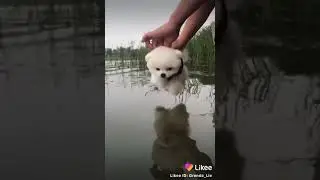 Няшка