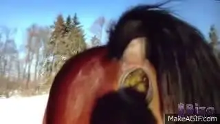 #ReverseMovieFX Horse Pooping Backwards