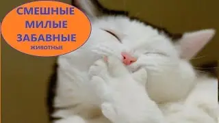Смешные забавные и милые животные