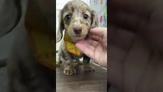 ペットショップ 犬の家 中津川店 「MD♀」「112873」