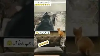 TikTok very funny video