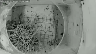 2nd Hive Australian Stingless Bee Tetragonula Mellipes Darwin N.T 26 hr Timelapse.